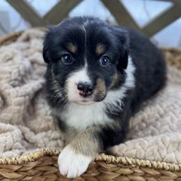 Girl 6: Blossom - Black tri-color female Australian Shepherd puppy in Volant, Pennsylvania from Addie's Aussies