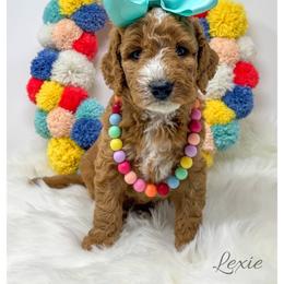 Lexie - Red  female Goldendoodle puppy in State Road, North Carolina from Must Love Doodles