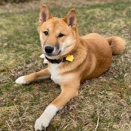 Shiba Inu from Svetlana's Shiba Inus