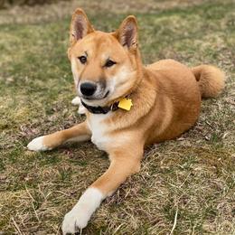 Shiba Inu from Svetlana's Shiba Inus