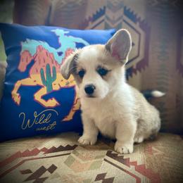 Hank - Red male Pembroke Welsh Corgi puppy in Woodland, Washington from MB Acres Corgis