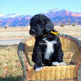 Aussiedoodle Puppies from Color Country Doodles