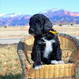 Aussiedoodle Puppies from Color Country Doodles