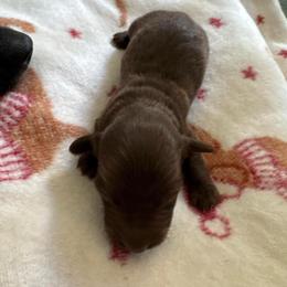 Scooby - Chocolate male Dachshund puppy in Summit, South Carolina from Doxies4Paws