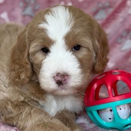 Nella - Red female Bernedoodle puppy in Yuciapa, California from AlltheDoodlez_