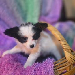 Lylah - White black and tan female Papillon puppy in Myakka City, Florida from LaRae's Papillons
