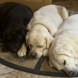 Labrador Retrievers from Wagging lab tails
