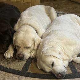 Labrador Retrievers from Wagging lab tails