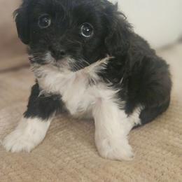 Nyx - Black and white female Aussiedoodle puppy in Tucson, Arizona from Ever After Doodles Arizona