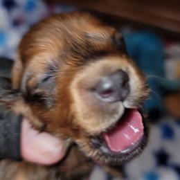 Atlas - Sable male Dachshund puppy in Terlton, Oklahoma from CLARK'S BREEDING PROGRAM