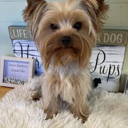 Shandy - Blue and gold female Yorkshire Terrier puppy in Brooksville, Florida from York Girl’s Pups