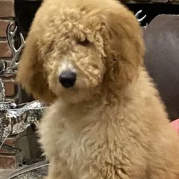 porchy - Goldendoodle