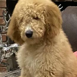porchy - Goldendoodle