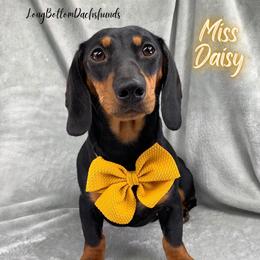 Miss Daisy - Dachshund