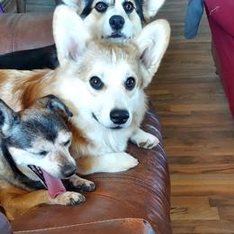 Pembroke Welsh Corgi Puppies from Rees Corgis