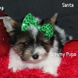 AKC Santa   2000 - Black tan and white male Biewer Terrier puppy in Kennesaw, Georgia from Dreamy Pups