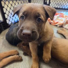 Merida - female Belgian Malinois puppy in Signal Mountain, Tennessee from Torgun Police Dogs