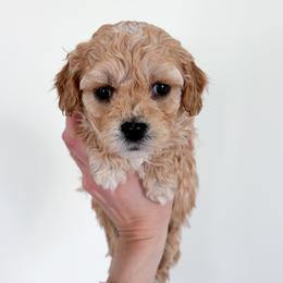 Hazel - female Cavapoochon puppy in Morris, Pennsylvania from Heartland Puppies
