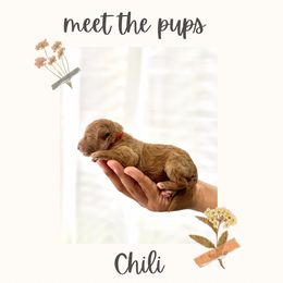 Girl 4 - female Goldendoodle puppy in Redlands, California from Goldendoodle Pals