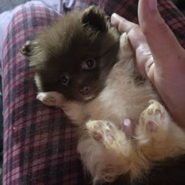 Hunnibunnies Uncle Fester - Chocolate parti male Pomeranian puppy in Cleveland, Ohio from Hunnibunnies