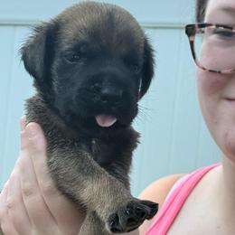 Shae - Apricot female Mastiff puppy in Sioux Falls, South Dakota from Clearbrook Mastiffs