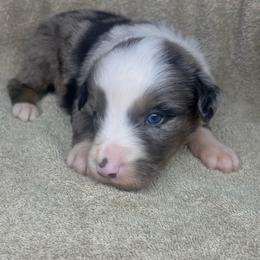 Buzz - Blue merle male Miniature Australian Shepherd puppy in Alabama from SBA Aussies