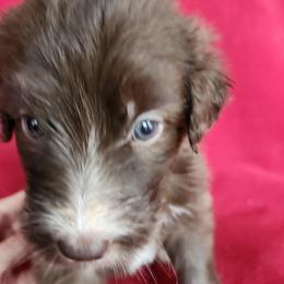 Rosy - Sable female Bordoodle puppy in New Oxford, Pennsylvania from The Weekend Farm