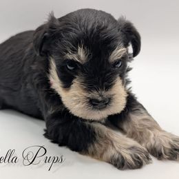Girl 1 - Black and silver female Miniature Schnauzer puppy in Cumming, Georgia from Bella Pups LLC