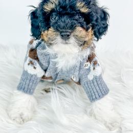 Samson - Parti male Poodle puppy in Flint, Michigan from Anytime Doodles