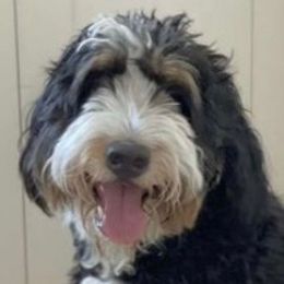 Bernedoodles, Goldendoodles, and Poodles from Sterling Star Doodles