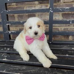 Dustin - Yellow and white male Bernedoodle puppy in Cartersville, Georgia from Simply Blessed Doodles