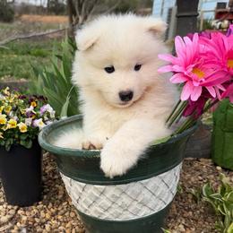 Boy 2 Dark green collar - White male Samoyed puppy in Glasgow, Kentucky from Bluegrass Samoyeds
