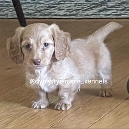 Boy 4 - Cream male Dachshund puppy in Marysville, California from Dynasty Empire Kennels