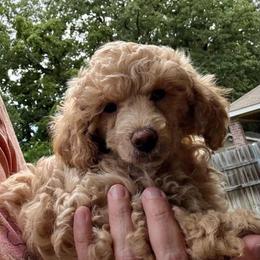Elliot - Cream male Poodle puppy in Bedford, Texas from S.H.A.R.P.’s Toy Poodles