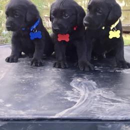 Labrador Retriever Puppies from Fetchmoore’s Labrador Retrievers