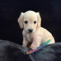 Titan - Cream male Dachshund puppy in Peyton, Colorado from Dachshund Universe
