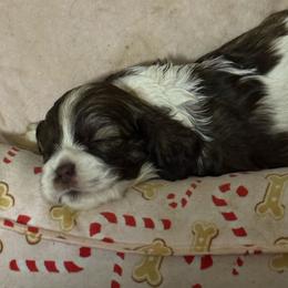 Imogen - Sable and white female Cocker Spaniel puppy in Bliss, New York from AK Another Shot Kennel