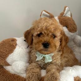 Light Blue Heart - Apricot male Goldendoodle puppy in Germantown, Maryland from Honey Blossom Doodles