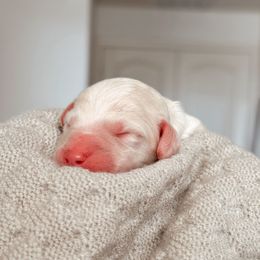 Halo, Boy - Yellow and white male Bernedoodle puppy in Maricopa, Arizona from Desert Ridge Doodles