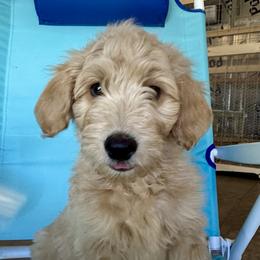Yellow Collar Boy - Red male Double Doodle puppy in Clarks Hill, South Carolina from Rosie’s Double Doodles
