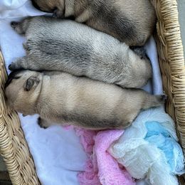 French Bulldog Puppies from 3D Frenchies LLC