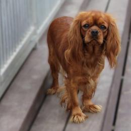Wendy - Cavalier King Charles Spaniel