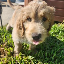 Goldendoodle Puppies from Costa's Curly Canines