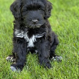 Portuguese Water Dog Puppies from Yellowstone Porties