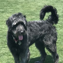 Sadie - Goldendoodle