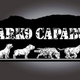 American Bullies from ArK9 Capabulls