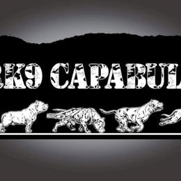 American Bullies from ArK9 Capabulls