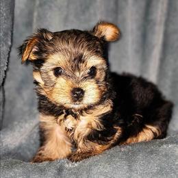 Rocko - Black and tan male Yorkshire Terrier puppy in Thornville, Ohio from My precious yorkies