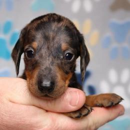 Smalls - Tail Dapple Male - Dapple male Dachshund puppy in Red Bud, Illinois from Midwest Miniature Dachshunds