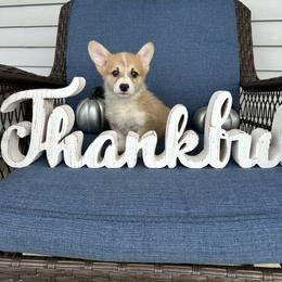 Frankie - Red male Pembroke Welsh Corgi puppy in Urbana, Ohio from Edgewood Farm and Kennel